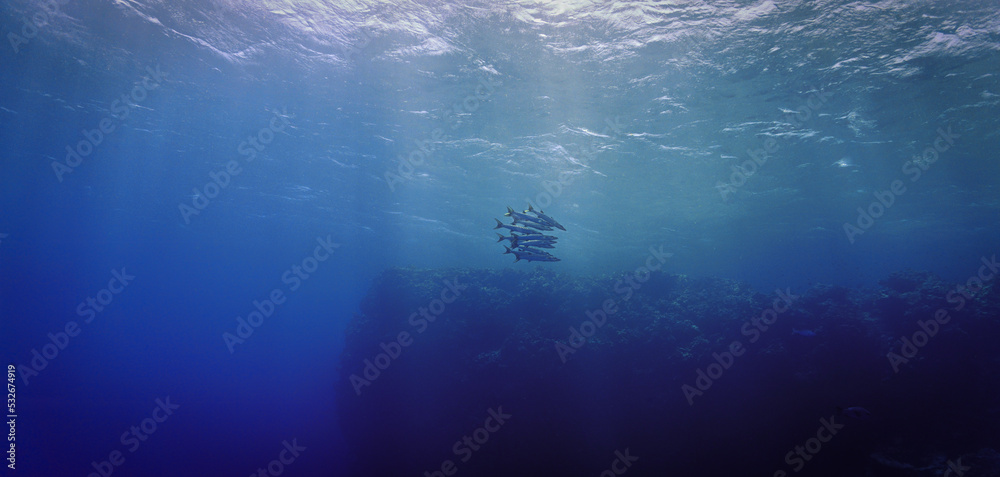 Underwater photo of school of Barracuda fish in rays of light.