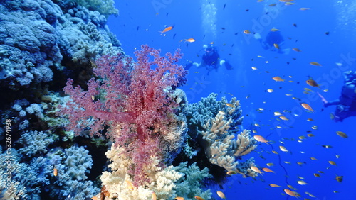 Fototapeta Naklejka Na Ścianę i Meble -  Underwater photo of beautiful and colorful soft corals