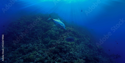 Underwater photography of a Trevally fish in action © Johan
