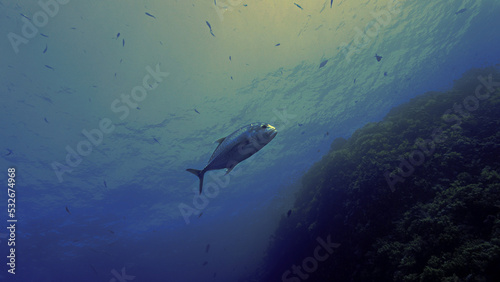 Underwater photography of a Trevally fish in action