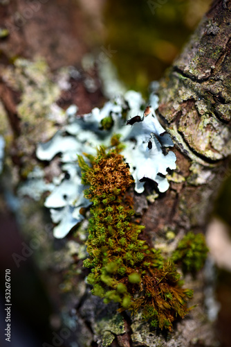 Close up of moss and lichen on a tree branch