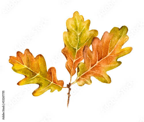 oak twig with three leaves autumn watercolor