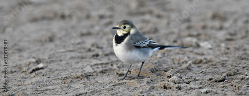 young White wagtail // junge Bachstelze (Motacilla alba) photo