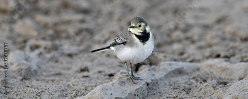 young White wagtail // junge Bachstelze (Motacilla alba) photo