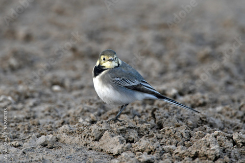 young White wagtail // junge Bachstelze (Motacilla alba) photo