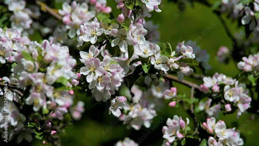 appletree blossom branch in the garden in spring
appletree blossom branch in the garden in spring