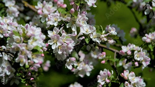 Wallpaper Mural appletree blossom branch in the garden in spring
 Torontodigital.ca