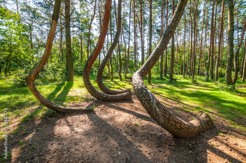 The Crooked Forest, Nowe Czarnowo, West Pomeranian Voivodeship, Poland © Darek Bednarek
