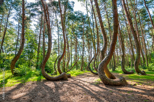 The Crooked Forest, Nowe Czarnowo, West Pomeranian Voivodeship, Poland