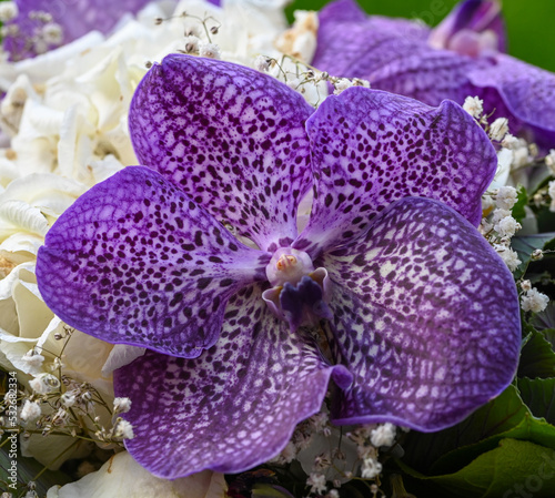 Beautiful close-up of vanda coerulea photo