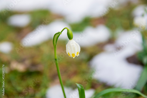 Close-up image of the spring flowering white. gentle white snowdrop flowers growth in snow. Beautiful spring natural background. early spring season concept © avelina_boyko