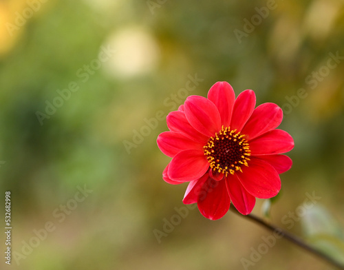 Beautiful close-up of a decorative dahlia