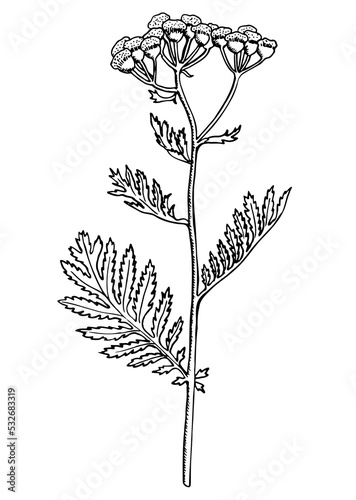 Tansy flowers and petals medicinal herb. Botanical plant illustration. Hand drawn cosmetics and medical herbs. Black and white vector illustration isolated on white background. Design element.