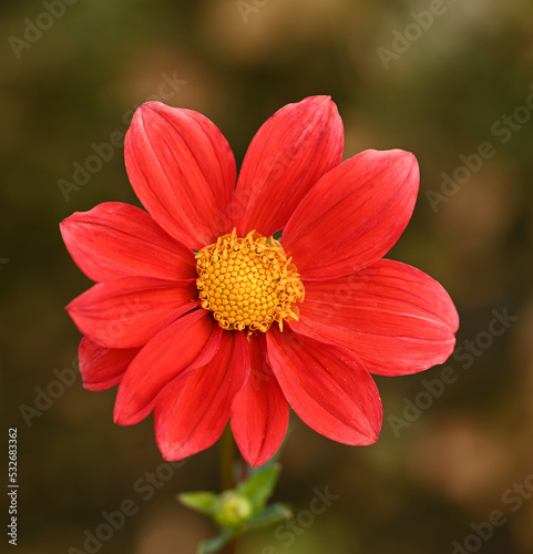 Beautiful close-up of a decorative dahlia