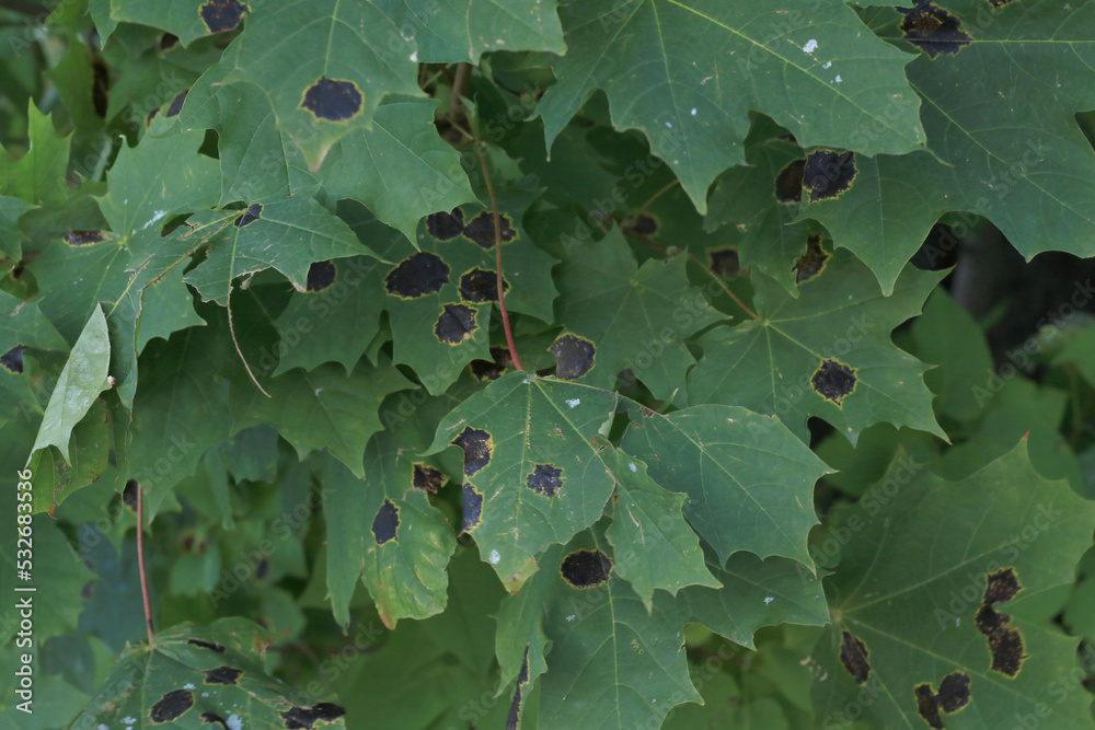 green maple tree leaves with black spots green maple tree leaves with black spots