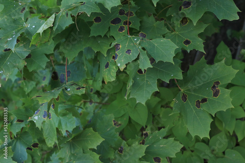 green maple tree leaves with black spots
