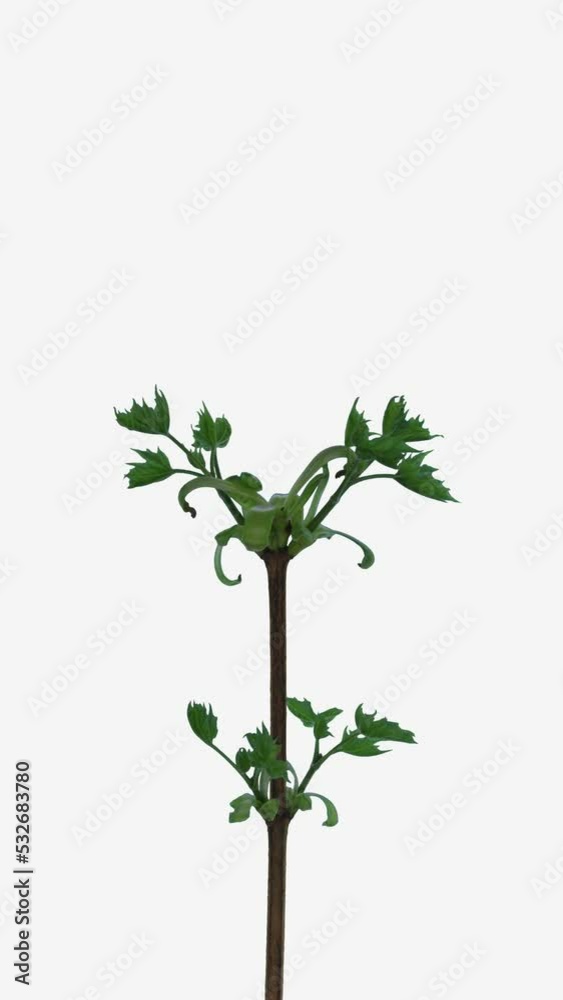 Time lapse of opening maple tree branch isolated on white background, vertical orientation, 4K Time lapse of opening maple tree branch isolated on white background, vertical orientation, 4K