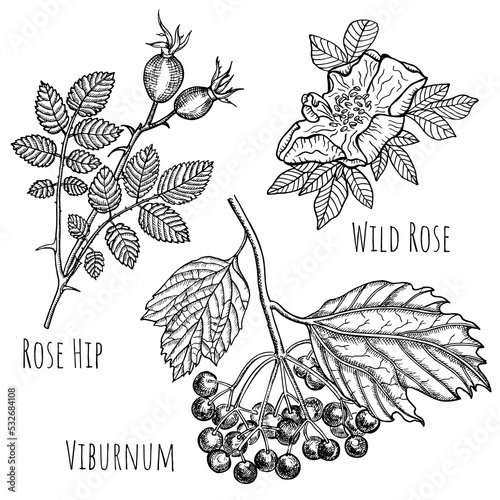 Foto Medical berries wild rose and viburnum set