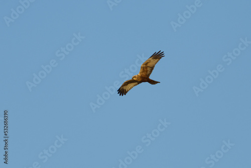 Western marsh harrier (Circus aeruginosus) male flying in the sky in morning.