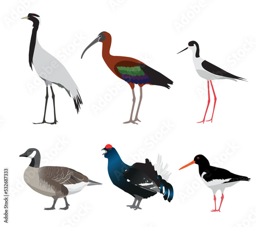 Set of birds isolated on white background. Vector illustration