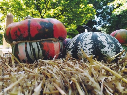 Gray pumpkin and several orange pumpkins on straw. Botanical variety of pumpkins. Vegetables zucchini and squash. Halloween symbol. Autumn harvest. Allhalloween, All Hallows Eve, or All Saints Eve photo