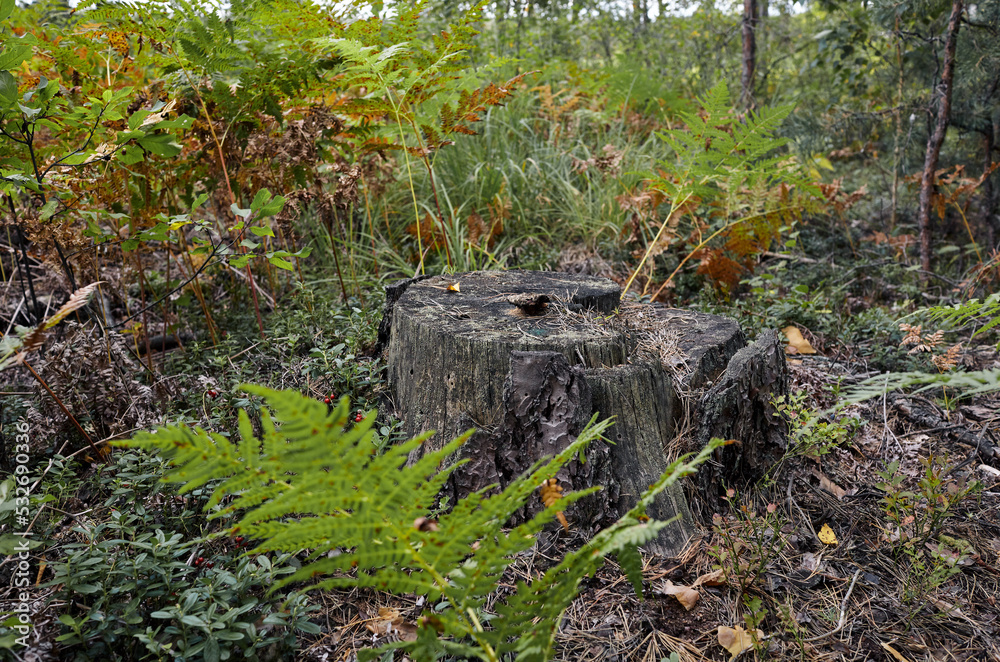 Tree stump in a bright forest. Tree stump after deforestation Tree stump in a bright forest. Tree stump after deforestation