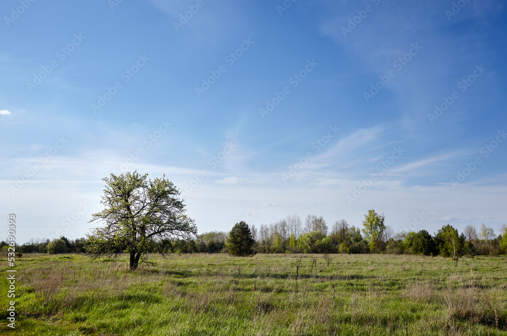 Beautiful summer rural landscape. Meadow with trees and grass against the clouds sky