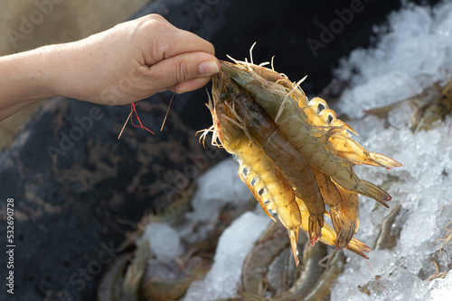 Closeup Pacific White shrimps or Litopenaeus vannamei on hand in front of the aquaculture pond , Fresh prawn harvesting in shrimp farming photo