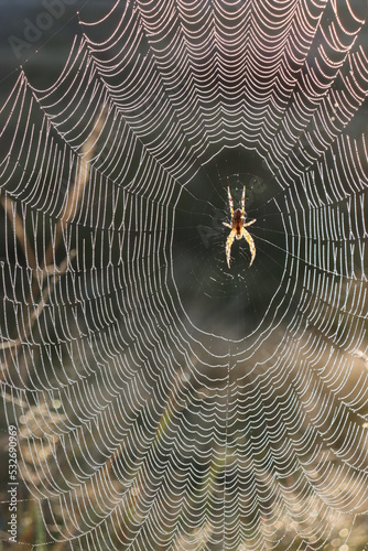 Spider in a cobweb with dewdrops at  sunrise
