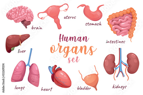 Human organs 3d realistic set. Vector illustration isolated elements