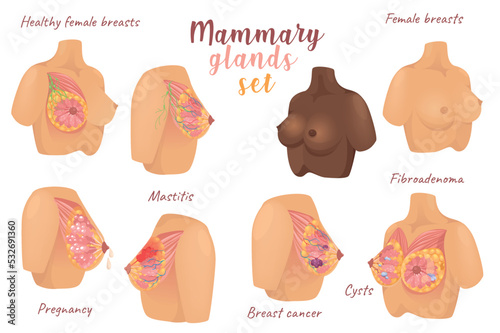 Mammary glands 3d realistic set. Vector illustration isolated elements photo