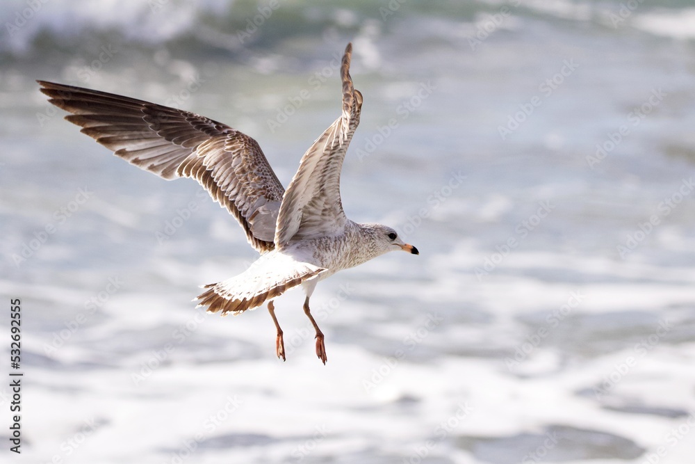 Nahaufnahme Möwe im Flug Nahaufnahme Möwe im Flug