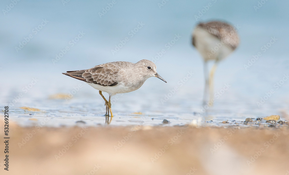 Temminck`s Stint (Calidris temminckii) is a migratory bird, starting in the fall in Scandinavia and Russia, predominantly from the lower parts of the Arctic Circle, reaching North and Central Africa. Temminck`s Stint (Calidris temminckii) is a migratory bird, starting in the fall in Scandinavia and Russia, predominantly from the lower parts of the Arctic Circle, reaching North and Central Africa.