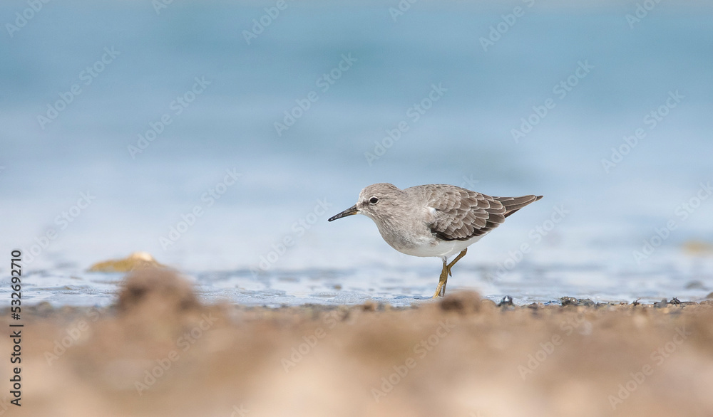 Temminck`s Stint (Calidris temminckii) is a migratory bird, starting in the fall in Scandinavia and Russia, predominantly from the lower parts of the Arctic Circle, reaching North and Central Africa. Temminck`s Stint (Calidris temminckii) is a migratory bird, starting in the fall in Scandinavia and Russia, predominantly from the lower parts of the Arctic Circle, reaching North and Central Africa.