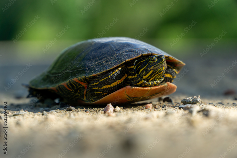 Obraz premium Turtle