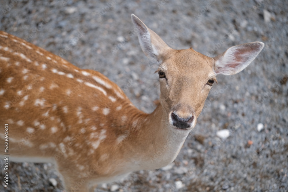 Fototapeta premium close up one Fallow Deer looking at camera. High angle
