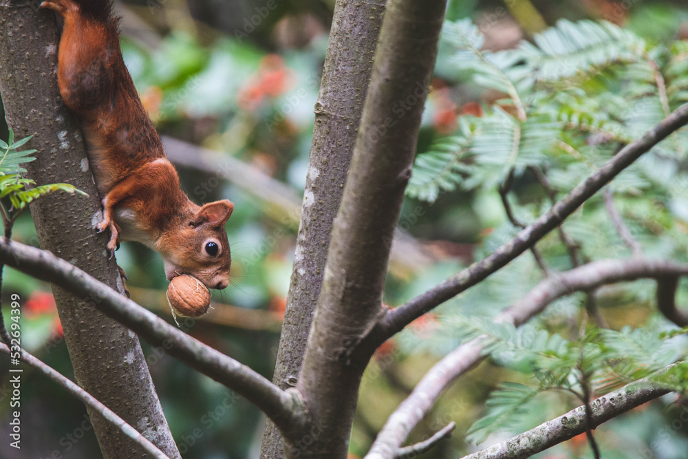Écureuil roux 