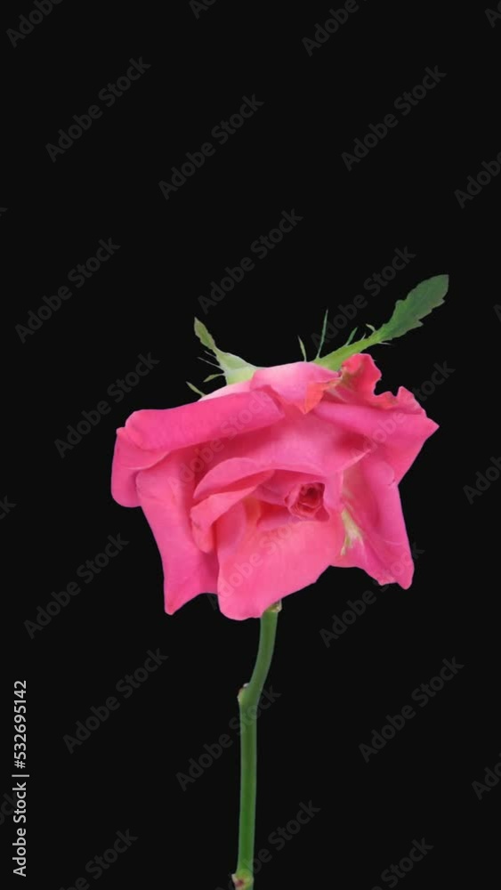 Time lapse of dying pink Carat rose with ALPHA transparency channel isolated on black background, vertical orientation Time lapse of dying pink Carat rose with ALPHA transparency channel isolated on black background, vertical orientation