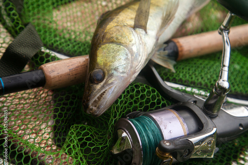Foto Freshwater zander and fishing rod with reel on keepnet with fishery catch in it