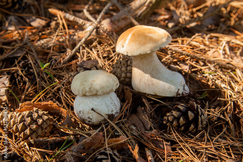 Two porcini mushrooms in pine tree forest at autumn season..