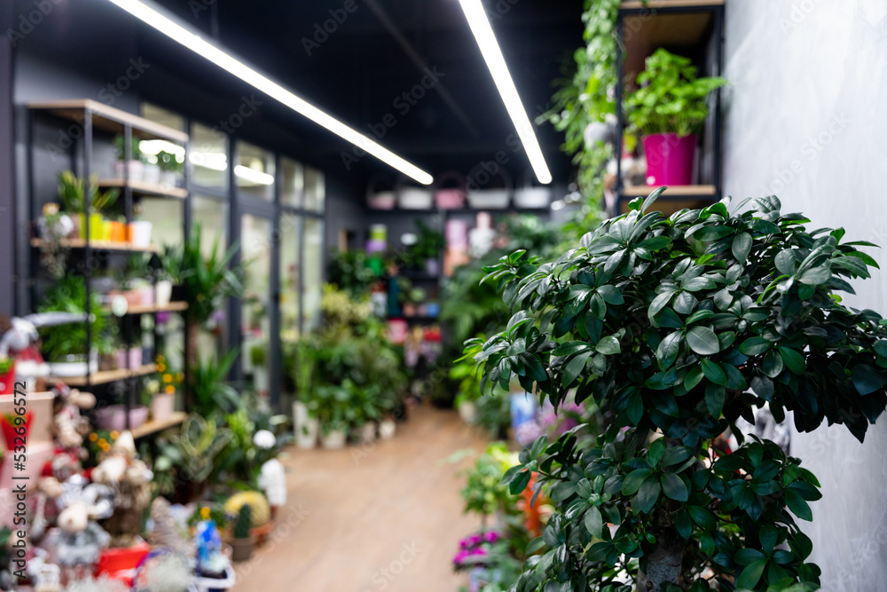 Fototapeta premium Minsk, Belarus - Dec 20, 2021: interior of a florist shop with a refrigerator for flowers and potted plants, photography with depth of field, focus in the foreground