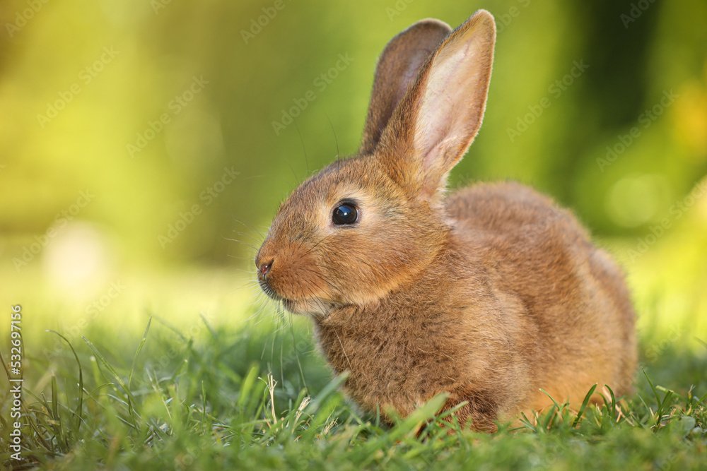 Fototapeta premium Cute fluffy rabbit on green grass outdoors. Space for text