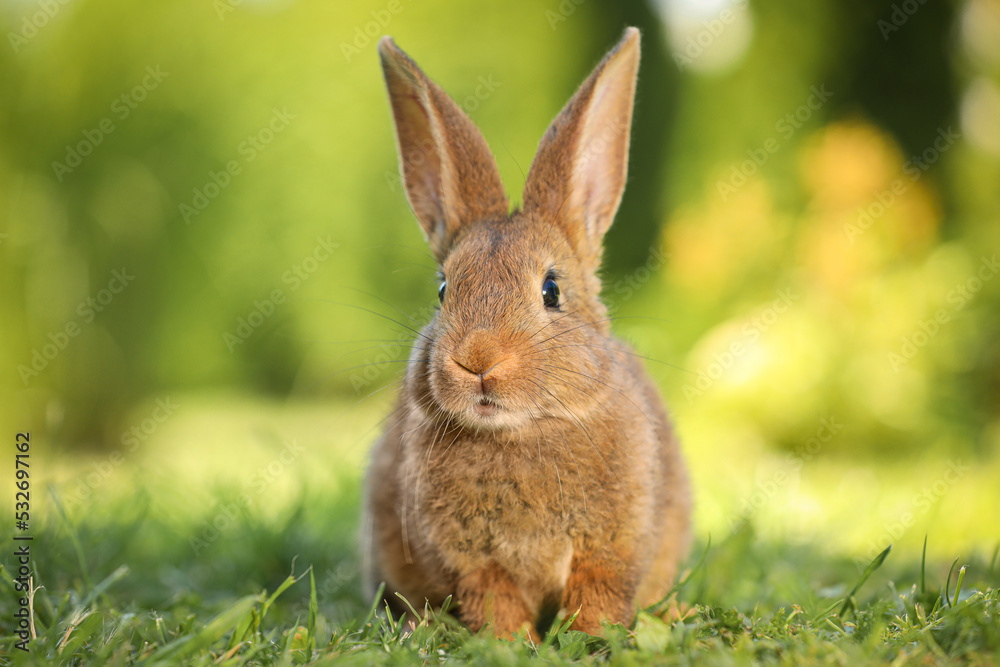 Cute fluffy rabbit on green grass outdoors Cute fluffy rabbit on green grass outdoors