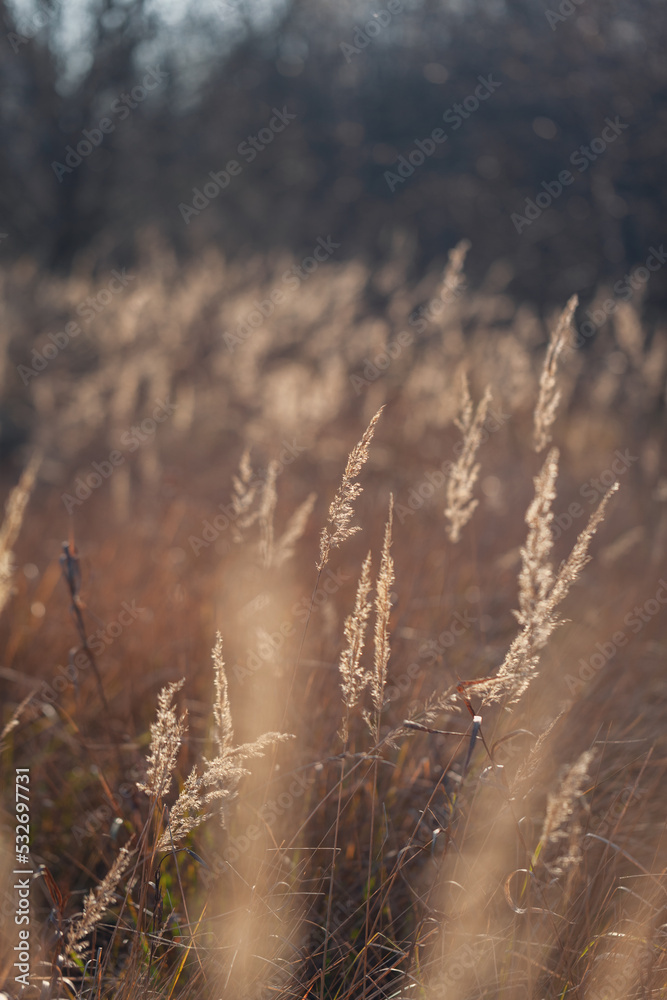 Abstract natural background of soft Pampas grass on a blurry dark bokeh. Fluffy stems of tall grass in autumn. Selective focus. Abstract natural background of soft Pampas grass on a blurry dark bokeh. Fluffy stems of tall grass in autumn. Selective focus.