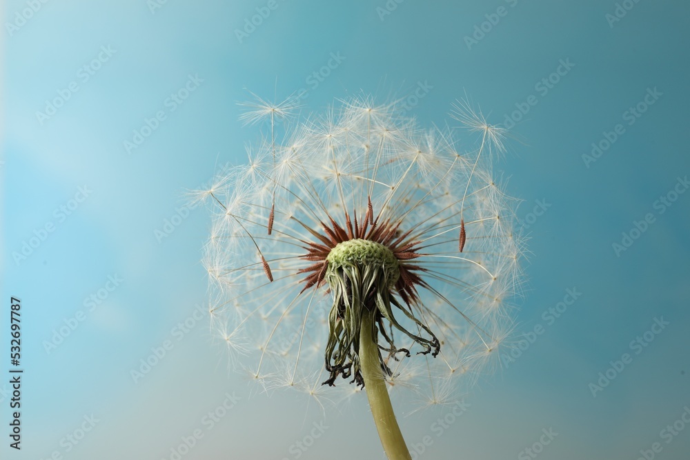 Beautiful dandelion flower on light blue background, closeup - obrazy, fototapety, plakaty 