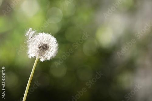 Beautiful dandelion flower on blurred green background. Space for text