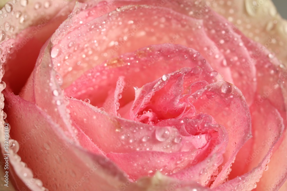 Closeup view of beautiful blooming pink rose with dew drops as background Closeup view of beautiful blooming pink rose with dew drops as background