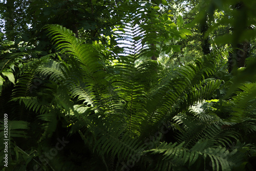 Beautiful fern with lush green leaves growing outdoors