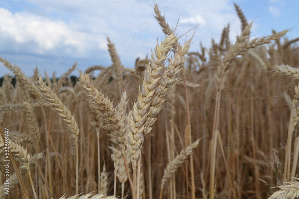 Fototapeta premium golden wheat field