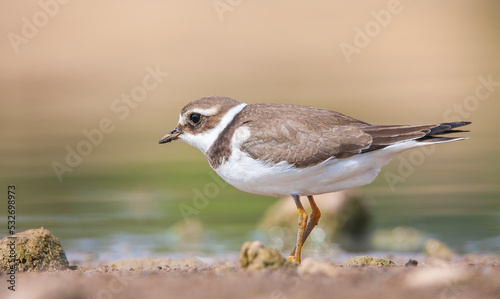 Common Ringed Plover (Charadrius hiaticula)'s feeding habitat is open beaches or the flat areas of Eurasia and Arctic Northeast Canada. Some also feed in areas far from the sea. 